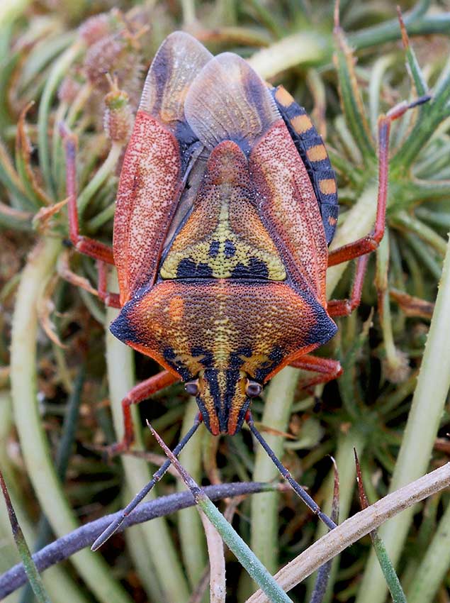 Carpocoris mediterraneus conferma id